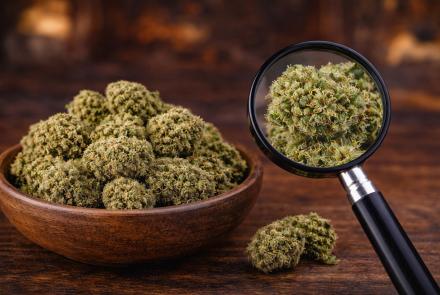 Premium hemp flower available at Green Leaf Botanicals 919 in Raleigh NC